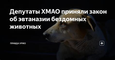 Понятие эвтаназии животных