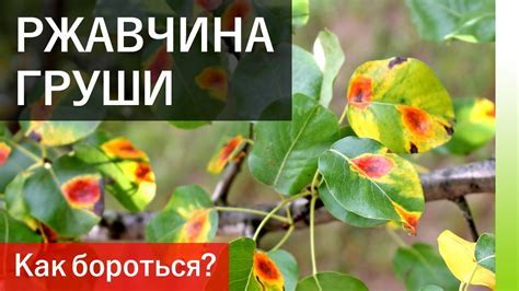 Популярность фото с волчком на груше