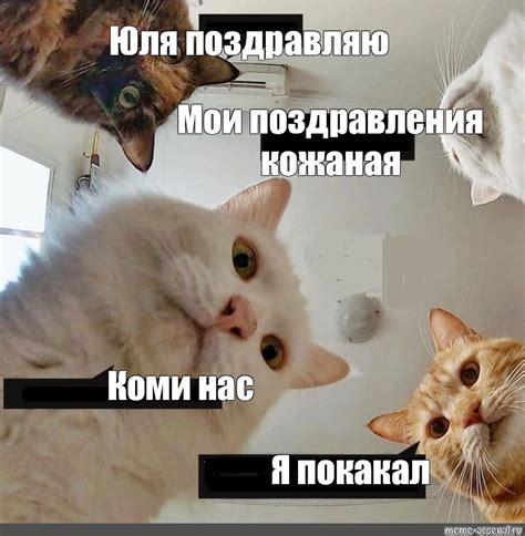 Популярные мемы с котами