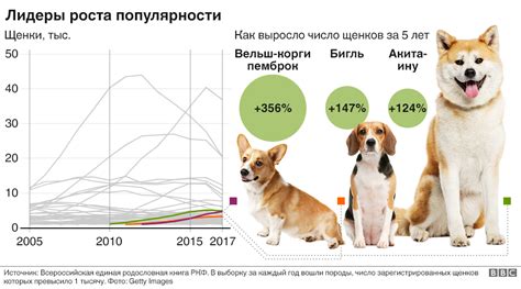 Популярные породы щенков пэт класса