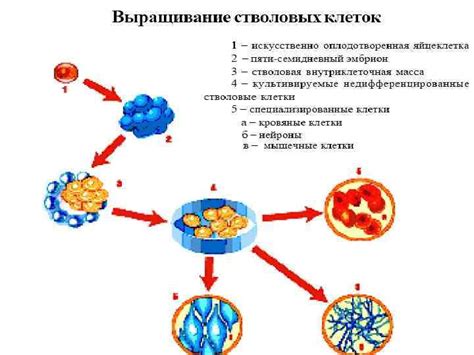 Популярные приложения иллюминации клеток в медицине