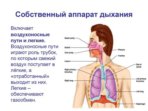 Поражение органов дыхания: возможный результат томного дыхания