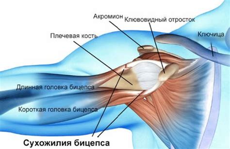 Порванное сухожилие: диагностика и обследование