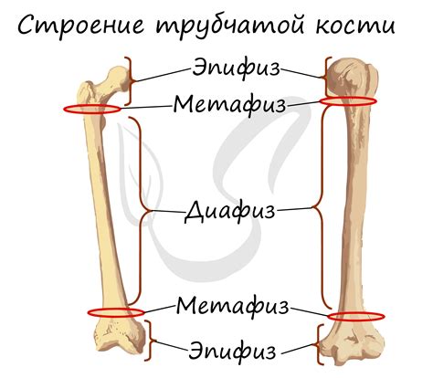 Порозные кости