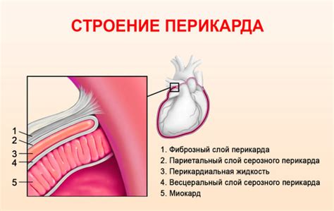 Порочное сердце: понятие и причины его возникновения