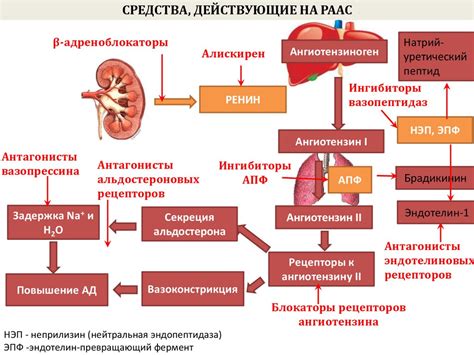 Последствия блокирования кальциевых каналов