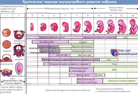 Последствия гиперэхогенных включений для развития плода и беременности