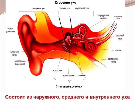 Последствия для слуха и слуховых органов