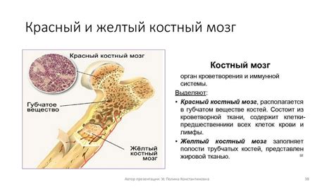 Последствия костного мозга