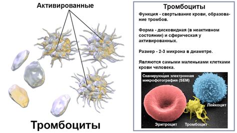 Последствия недостатка тромбоцитов