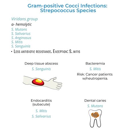 Последствия не контролируемого роста Streptococcus group viridans