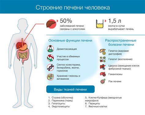 Последствия низкой плотности печени