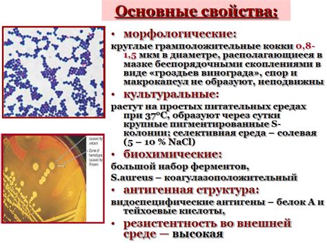 Последствия обсемененности умеренной золотистого стафилококка