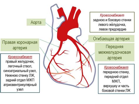 Последствия обызвествления стенок коронарных артерий