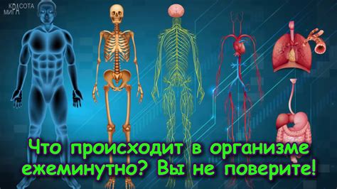 Последствия окисления: что происходит в организме?