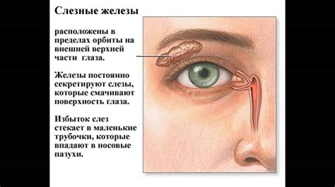 Последствия окклюзии левого глаза