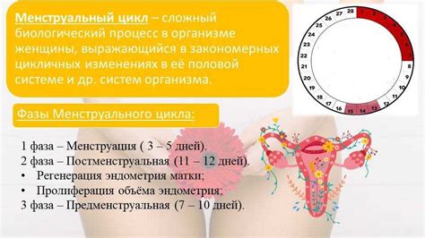 Последствия отсутствия месячных – какие проблемы может вызвать?