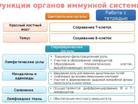 Последствия снижения роста микробной флоры для иммунной системы