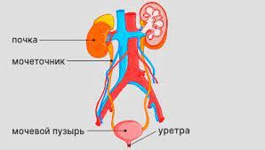 Последствия умеренно наполненного мочевого пузыря