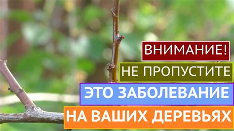 Последствия холодной весны