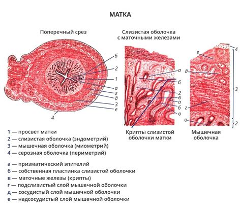 Последствия эндометрита