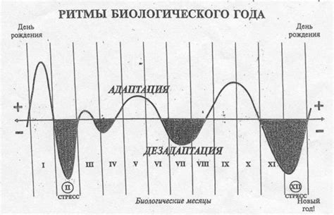 Постепенное установление биологического ритма организма