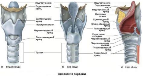 Постоянное напряжение голосовых связок