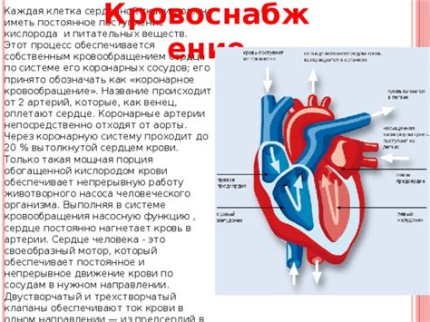 Поступление кислорода и питательных веществ