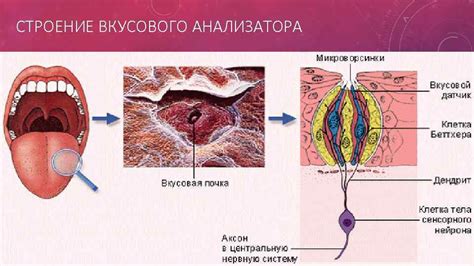 Потеря вкусовых и запаховых ощущений: причины и решения