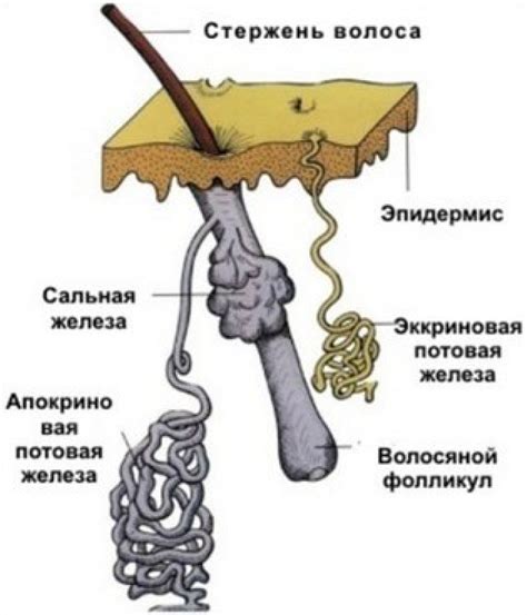 Потовые железы: функция и строение