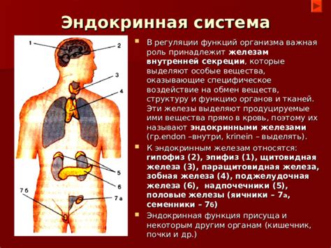 Потогонное действие: важная функция организма