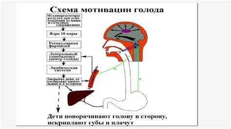 Потребность в утолении голода и удовлетворении