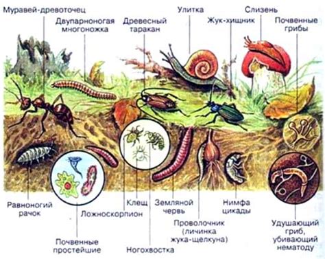 Почвенная среда обитания: что это такое и зачем она нужна?