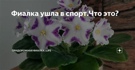 Почему Фиалка спорт ушла