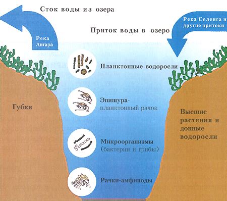 Почему водоем считается биогеоценозом?