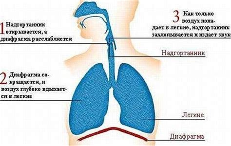 Почему возникает икота у взрослых и что это может означать