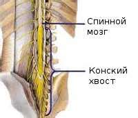 Почему возникает проблема рубки? Какие факторы влияют на ее появление?