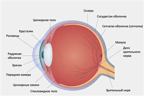 Почему глаза важны?