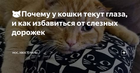 Почему котам текут глаза: