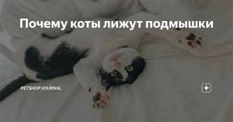 Почему коты кусают и лижут