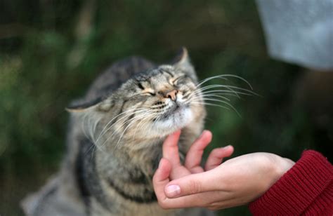 Почему коты поднимают хвост?