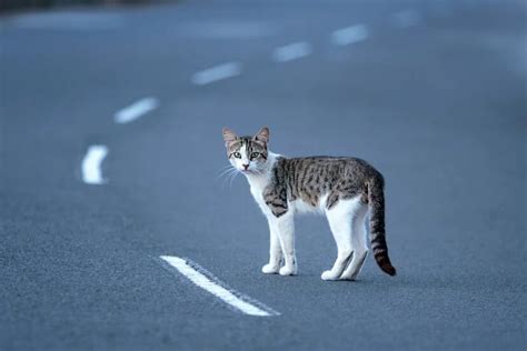 Почему коты убегают от хозяев