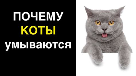 Почему коты умываются: основные причины и значения