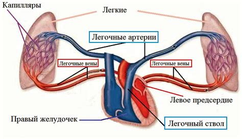 Почему кровообращение по малому кругу важно?