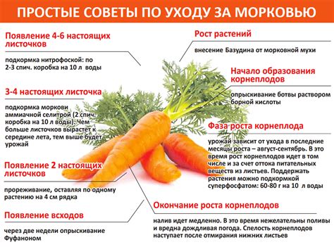 Почему морковь не всходит?