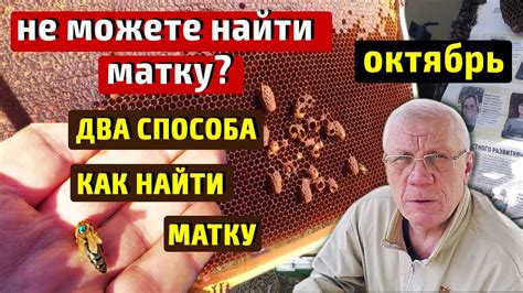 Почему не могу найти матку в улье?