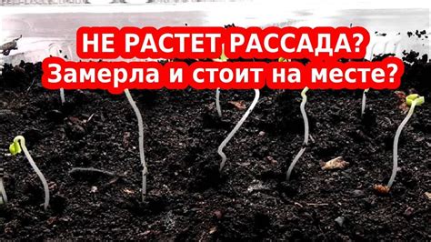 Почему не растет хотелка: