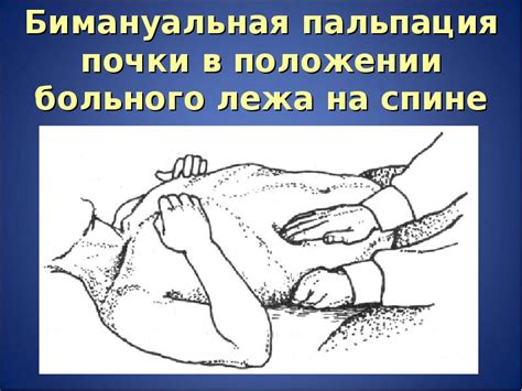 Почему пальпация почек невозможна у взрослого человека?