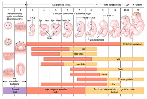 Почему плацента мала по площади: ключевая функция в развитии и питании плода