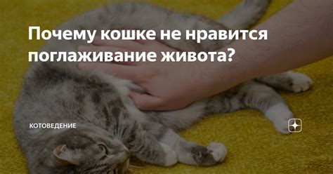 Почему поглаживание кота важно